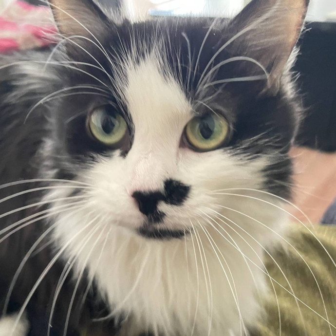 Reliable Loving Cat Care Every Time