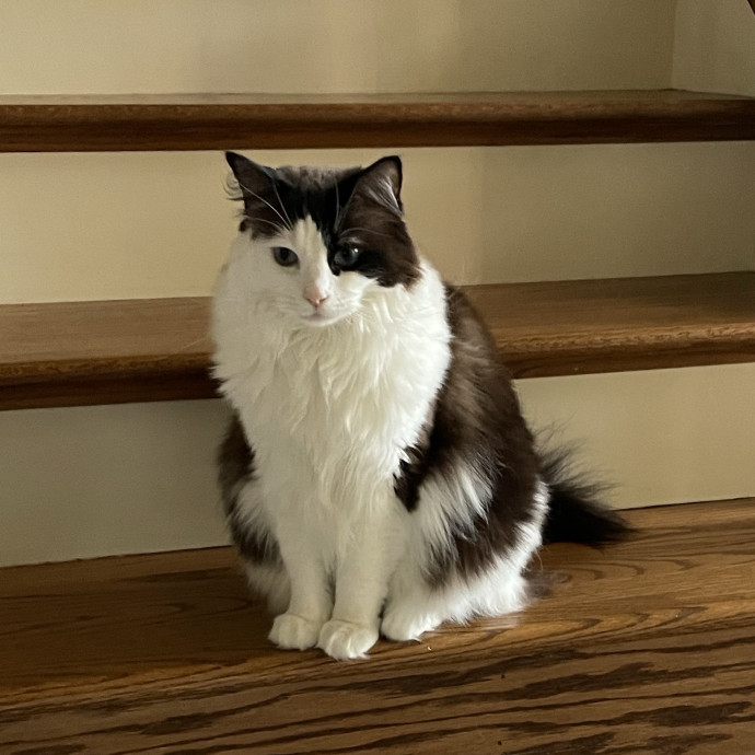 Reliable Loving Cat Care Every Time