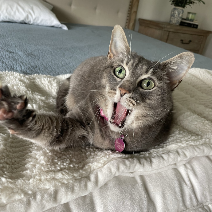 Reliable Loving Cat Care Every Time