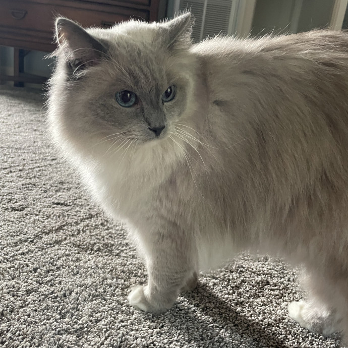 Reliable Loving Cat Care Every Time photo 3