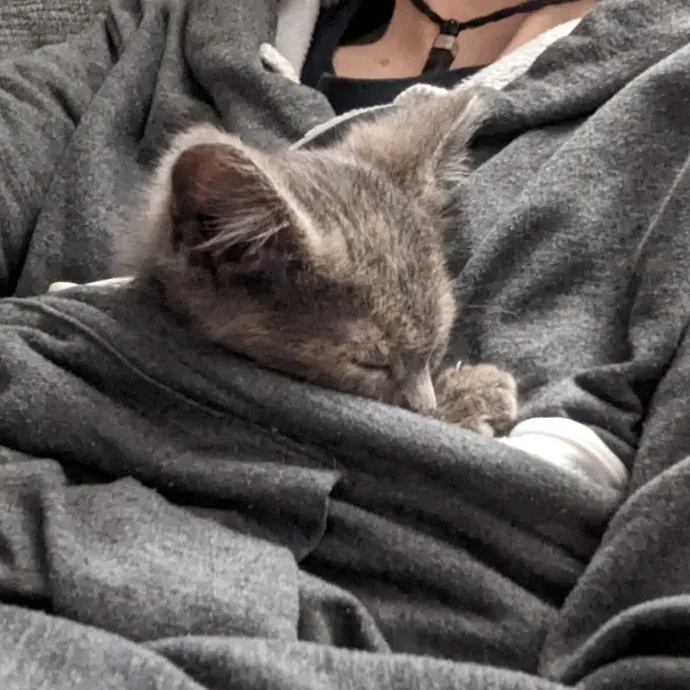 Paws And Purritos Pet Pals - Kitty Kare