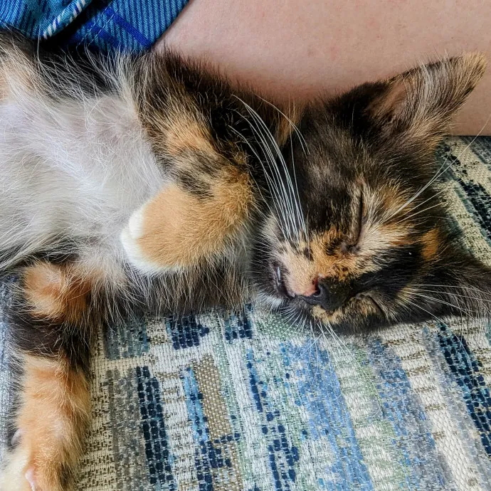 Paws And Purritos Pet Pals - Kitty Kare