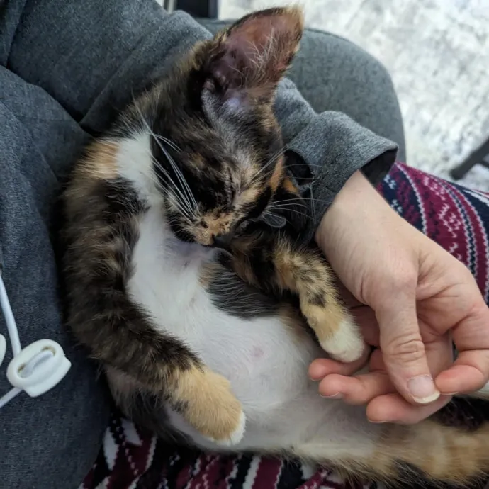 Paws And Purritos Pet Pals - Kitty Kare