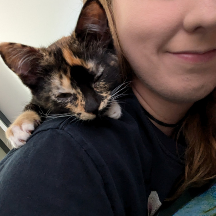Paws And Purritos Pet Pals - Kitty Kare