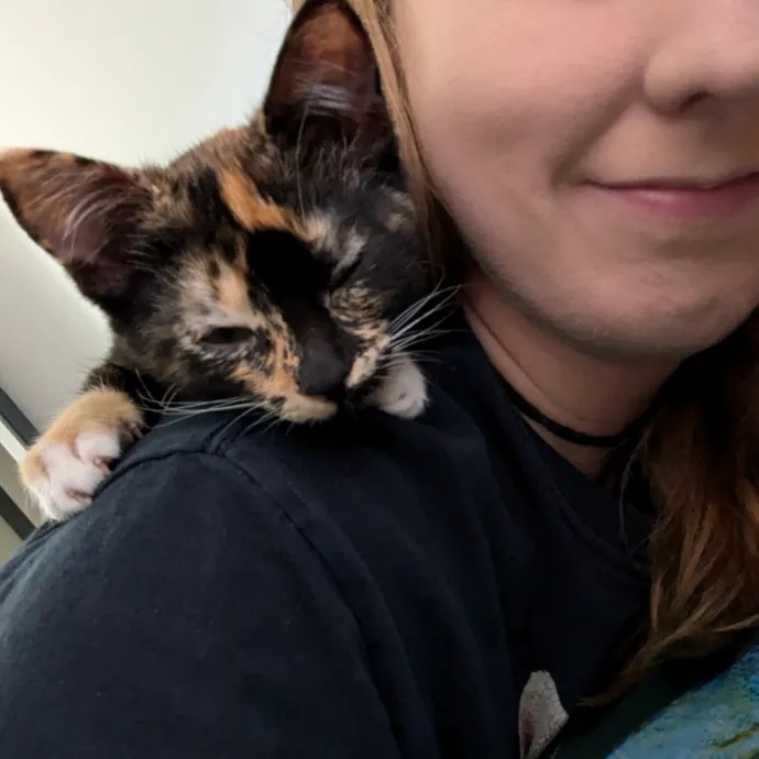 Paws And Purritos Pet Pals - Kitty Kare