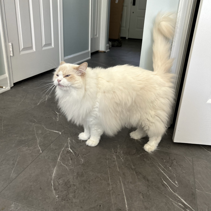 Whimsical Whiskers Cat Sitting By Anabel