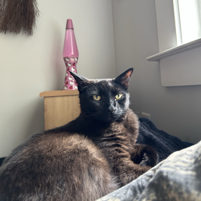 Whimsical Whiskers Cat Sitting By Anabel
