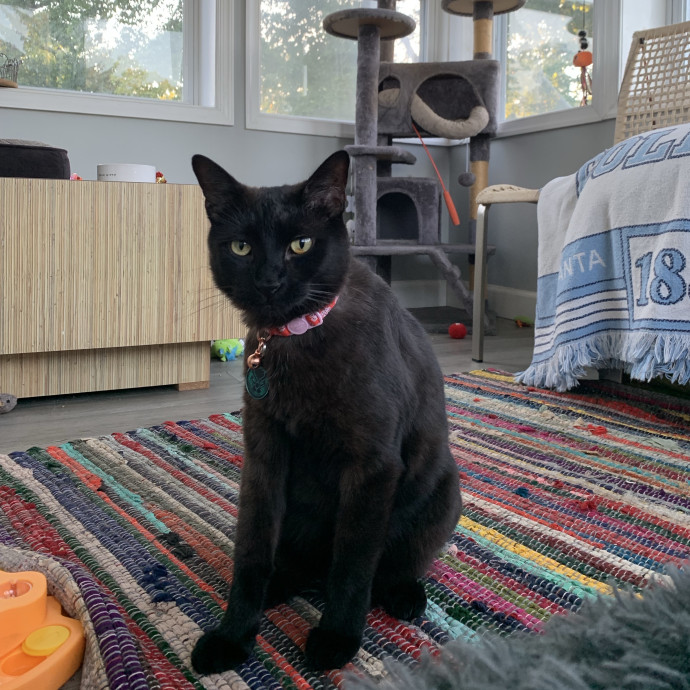 Whimsical Whiskers Cat Sitting By Anabel