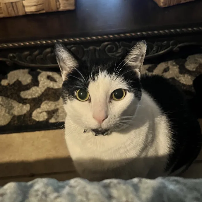 Vet Tech Who Loves Cats