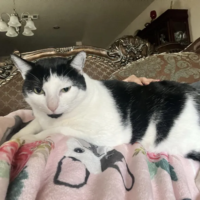 Vet Tech Who Loves Cats