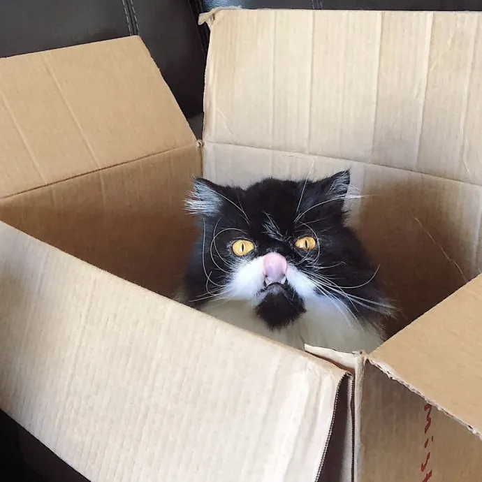 Vet Tech Who Loves Cats