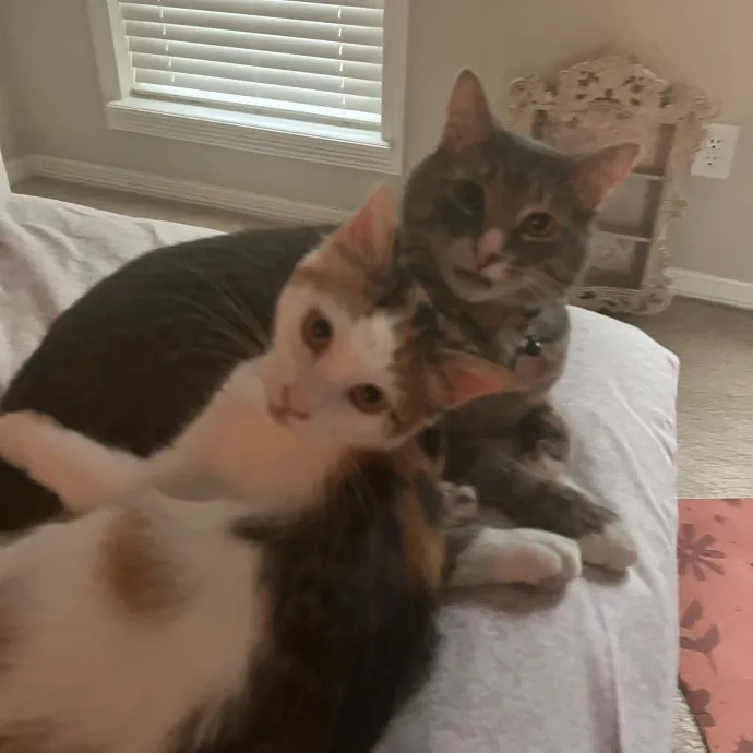 Vet Tech Who Loves Cats