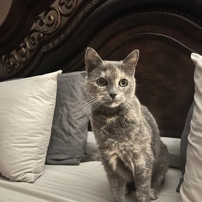 Vet Tech Who Loves Cats