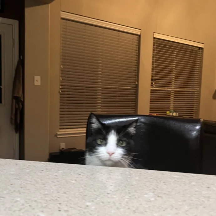 Vet Tech Who Loves Cats