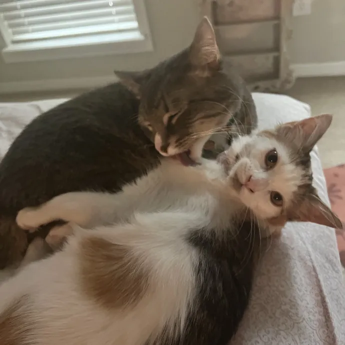 Vet Tech Who Loves Cats