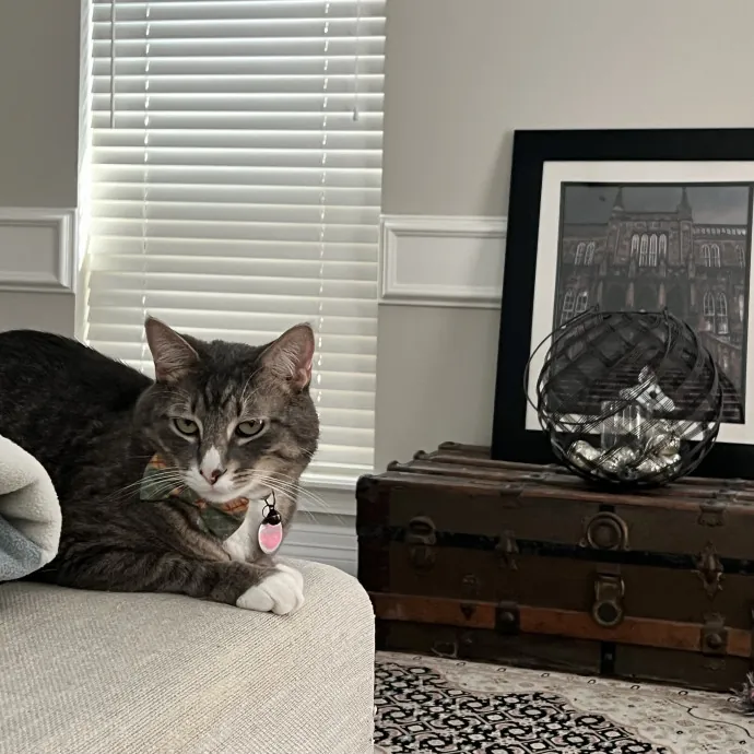 Vet Tech Who Loves Cats