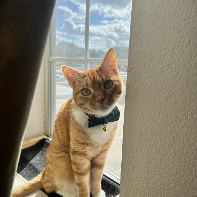 Vet Tech Who Loves Cats