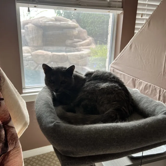 Vet Tech Who Loves Cats