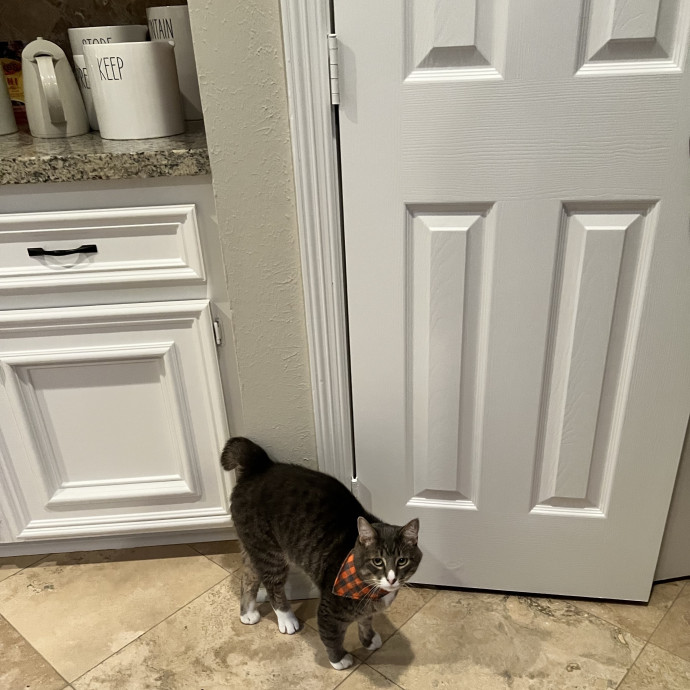 Vet Tech Who Loves Cats