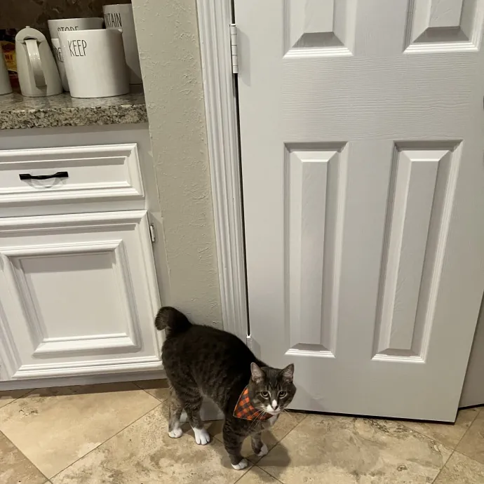 Vet Tech Who Loves Cats