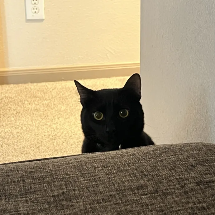 Vet Tech Who Loves Cats