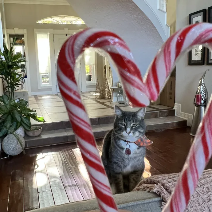 Vet Tech Who Loves Cats