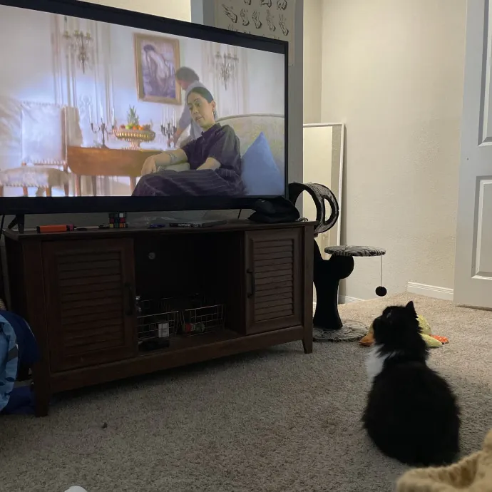 Vet Tech Who Loves Cats