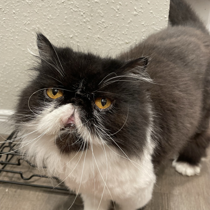 Vet Tech Who Loves Cats