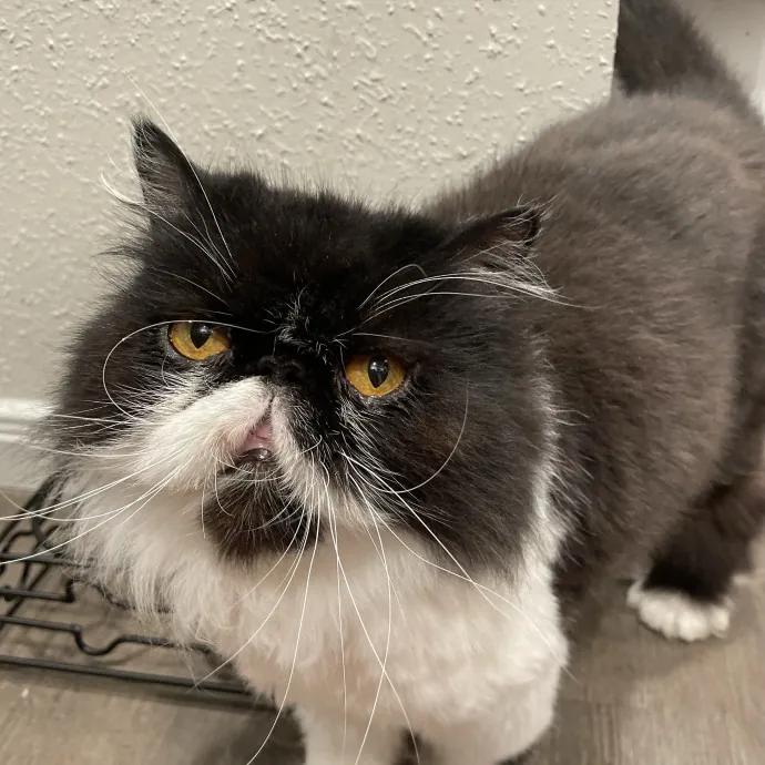 Vet Tech Who Loves Cats