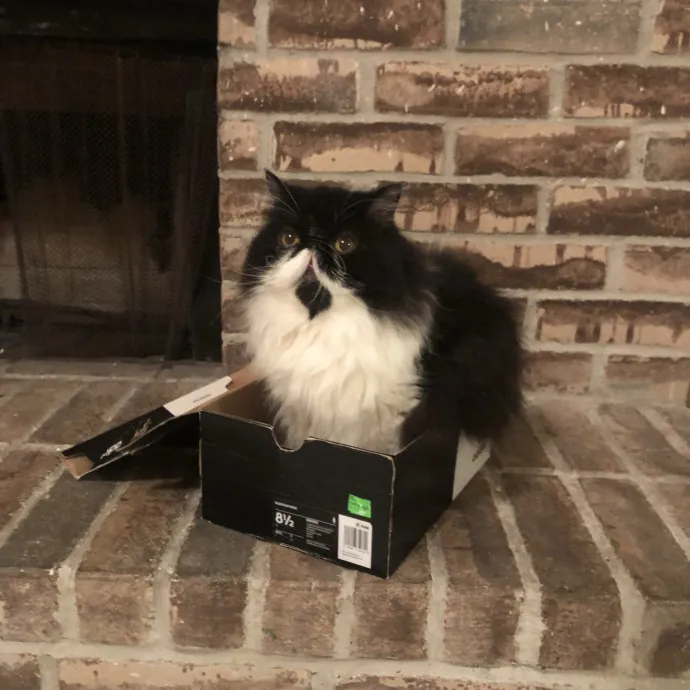 Vet Tech Who Loves Cats