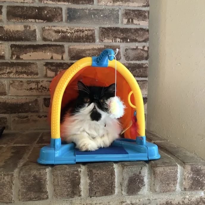 Vet Tech Who Loves Cats