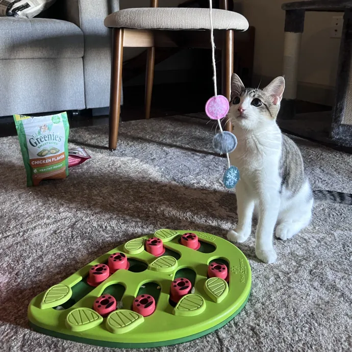 Vet Tech Who Loves Cats