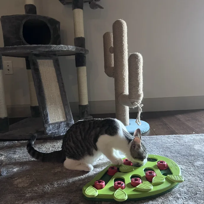 Vet Tech Who Loves Cats