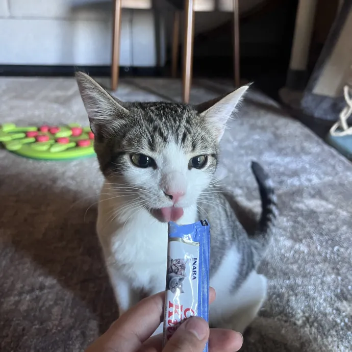 Vet Tech Who Loves Cats