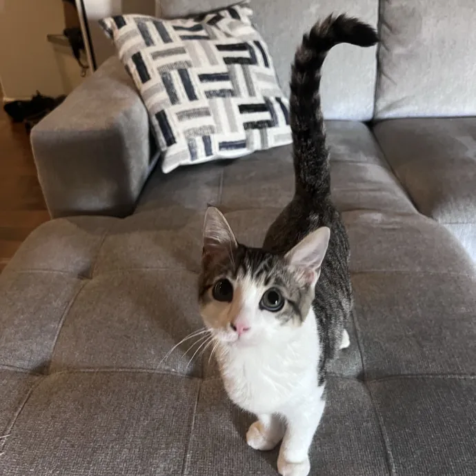 Vet Tech Who Loves Cats