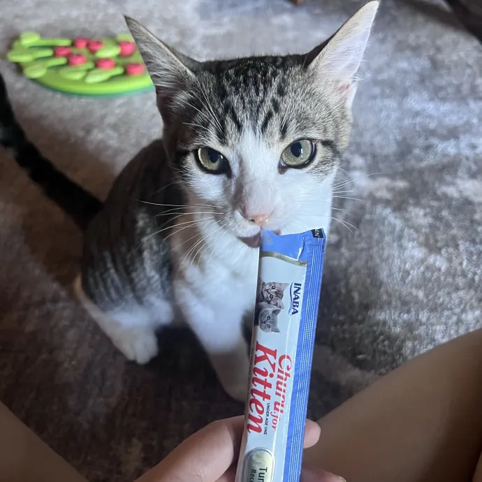 Vet Tech Who Loves Cats