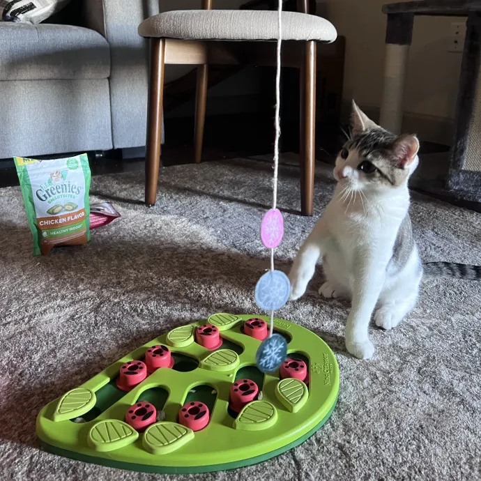 Vet Tech Who Loves Cats