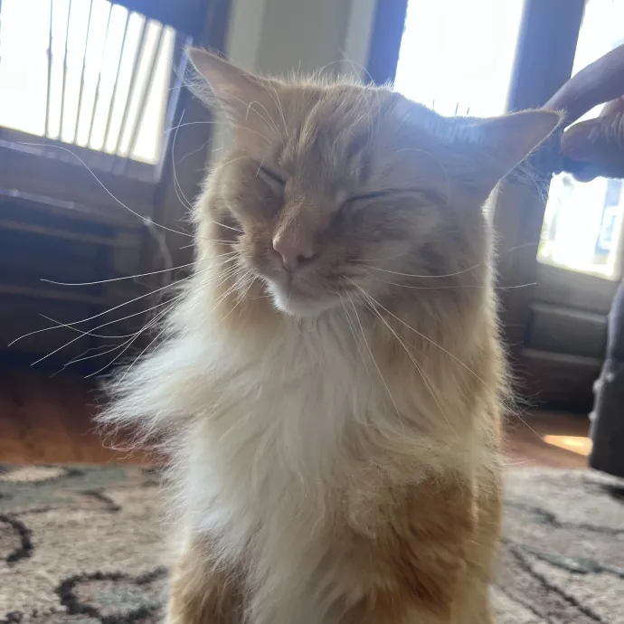 Vet Tech Who Loves Cats