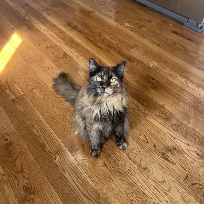 Vet Tech Who Loves Cats