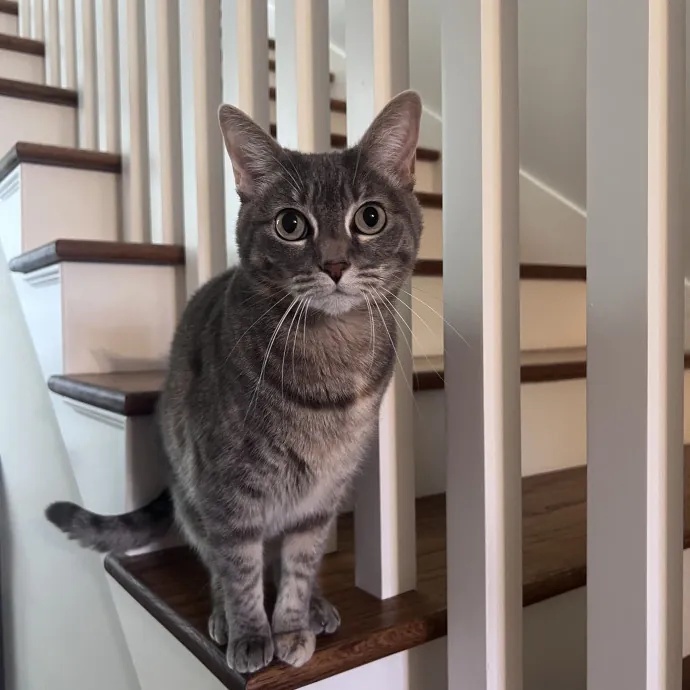 Vet Tech Who Loves Cats