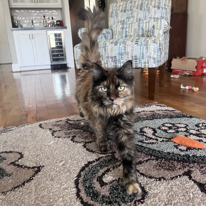 Vet Tech Who Loves Cats