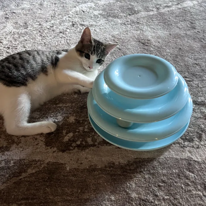 Vet Tech Who Loves Cats