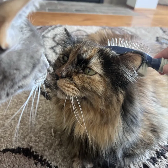 Vet Tech Who Loves Cats