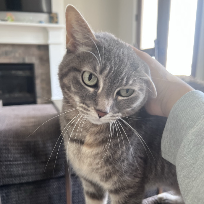 Vet Tech Who Loves Cats