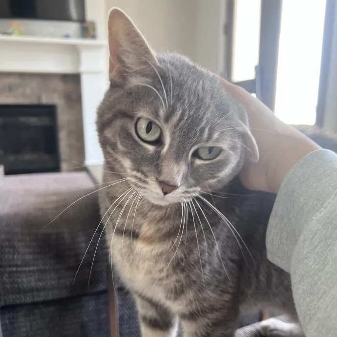 Vet Tech Who Loves Cats