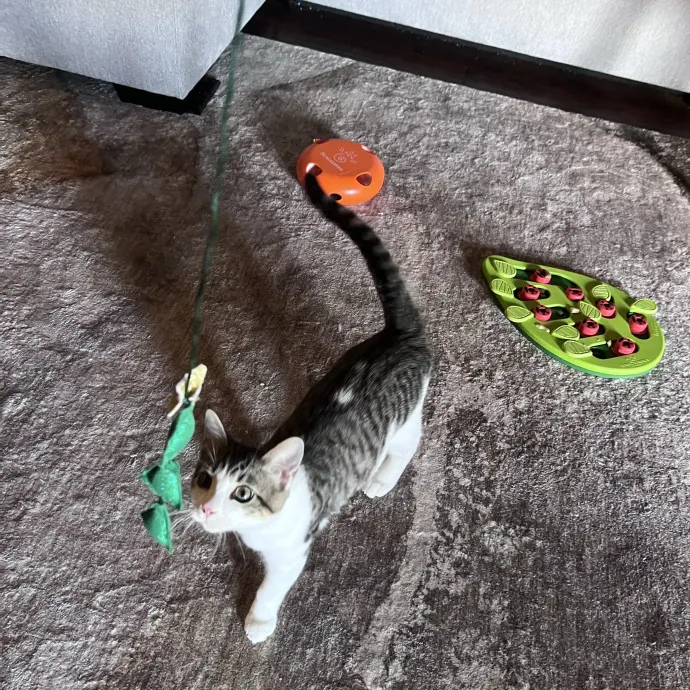 Vet Tech Who Loves Cats