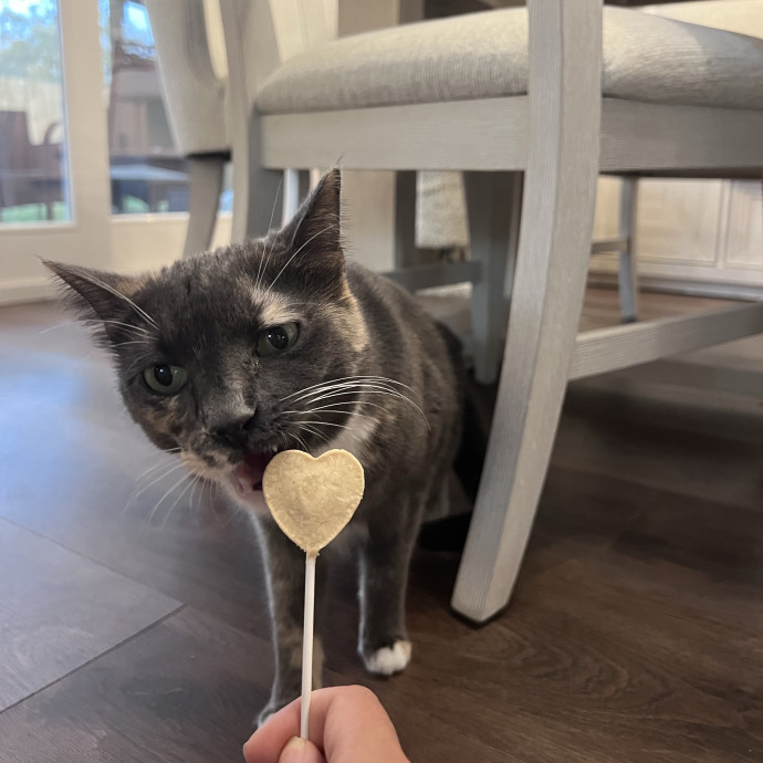 Vet Tech Who Loves Cats