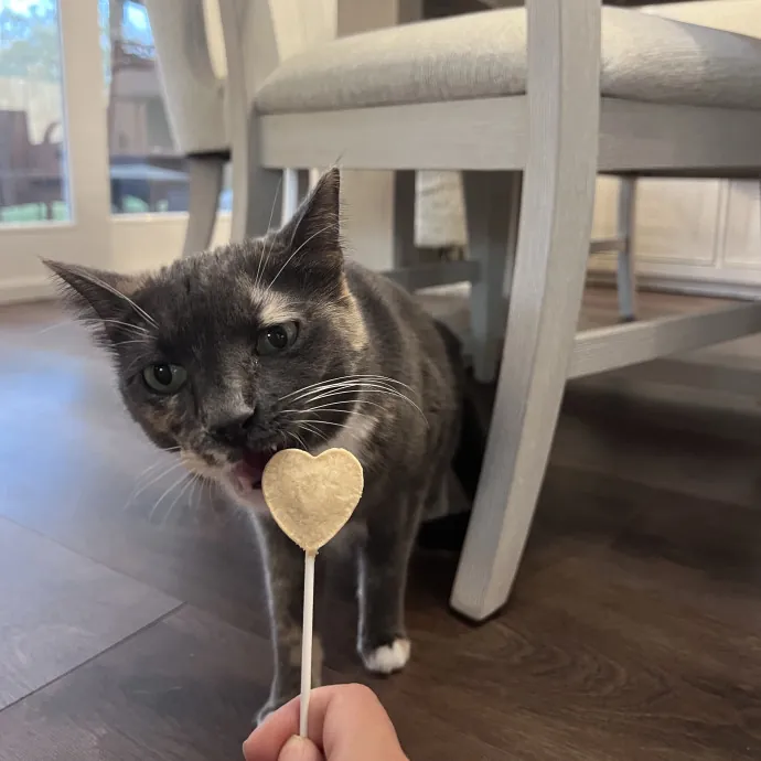 Vet Tech Who Loves Cats