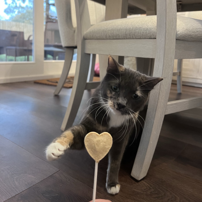 Vet Tech Who Loves Cats