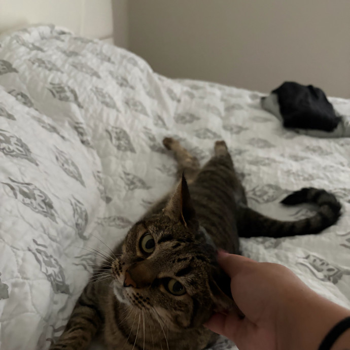Vet Tech Who Loves Cats